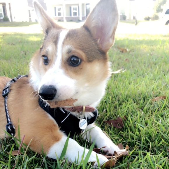 Meet your Posher, Edel - Picture 1 of 1